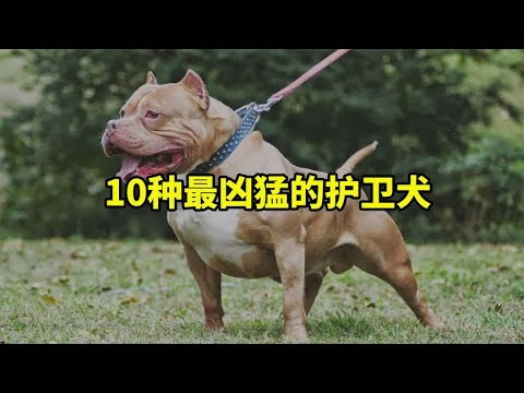 10种最凶猛的护卫犬，看看有没有你家的狗狗吧！