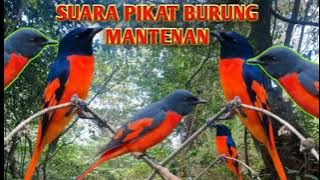 SUARA PIKAT BURUNG MANTENAN‼️MURAI API