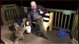 Raccoons wishing me a happy birthday