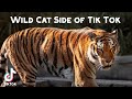 Wild Cat Side of Tik Tok