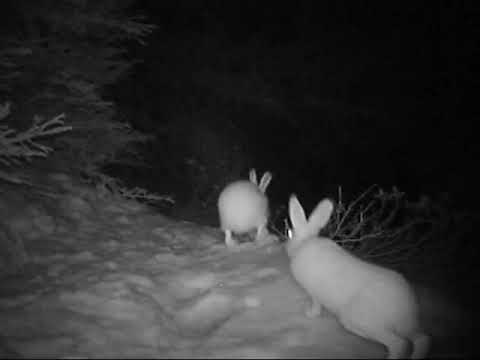 [1] Lepus timidus