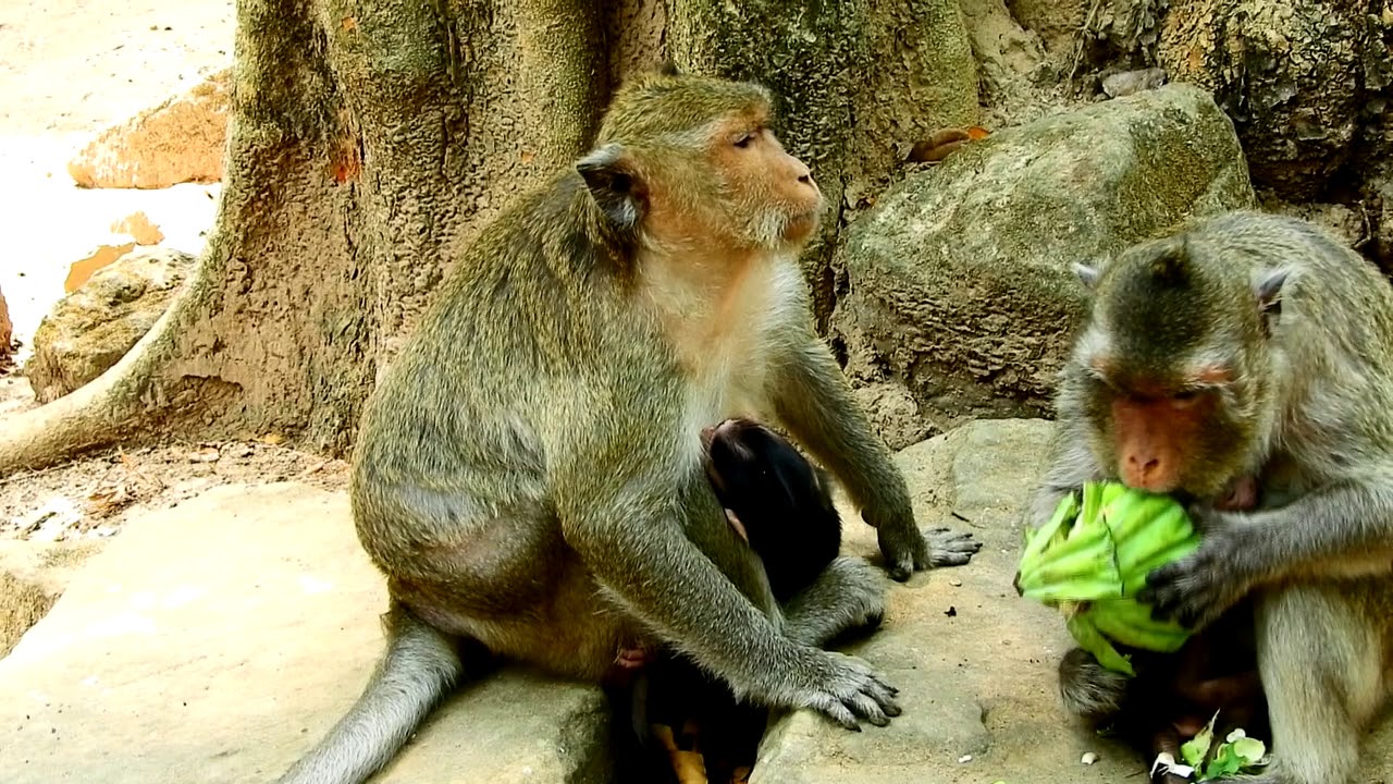spider monkey marvel Marria & Maddix Storry 0n 23-3-19| Marria so sad,