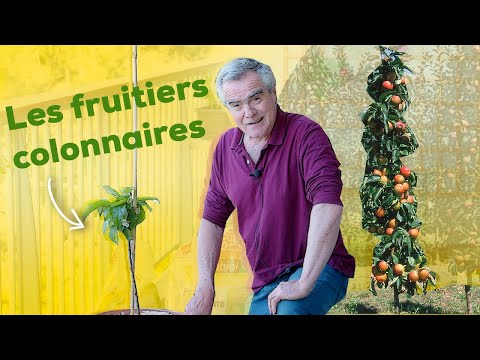 Vidéo: Qu'est-ce que les arbres fruitiers colonnaires - Comment faire pousser un arbre fruitier colonnaire