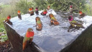 Hummingbird Bathing Frenzy