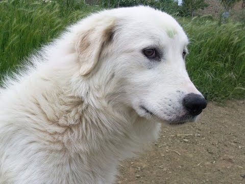 Video: El perro pastor de Maremma o Abruzzese