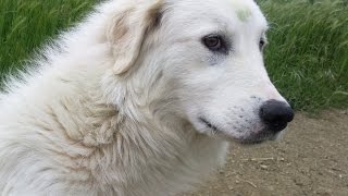 Pastor de Maremma  (Maremmano Abrucense) Raza de Perro