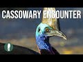 Wild Cassowary Encounter in 4K | Etty Bay | Far North Queensland | Australia Nature | Birding