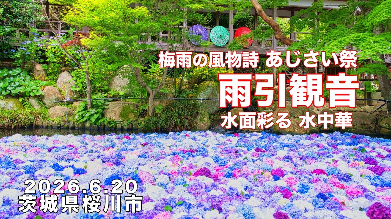 2026あじさい祭】4K 水面彩る！水中華 雨引観音 仔ヤギさんに癒され