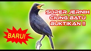 MASTERAN BURUNG - SUARA CIUNG BATU GACOR FULL JERNIH