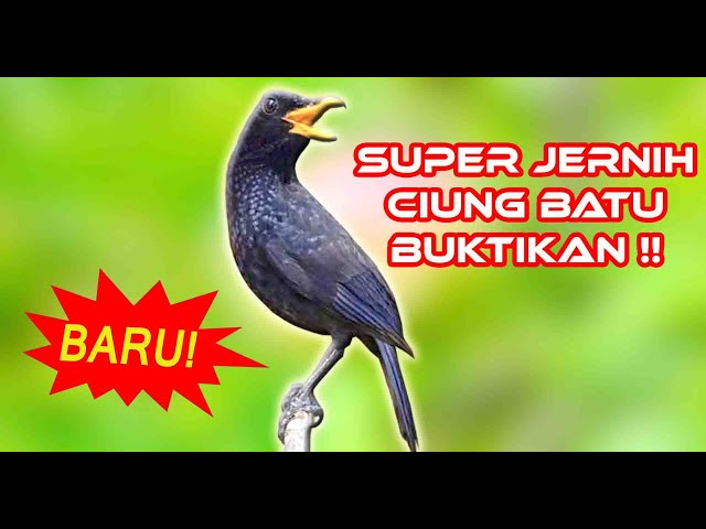 MASTERAN BURUNG - SUARA CIUNG BATU GACOR FULL JERNIH class=