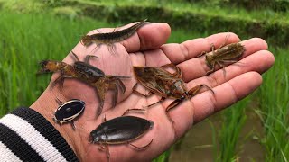 hunting predatory water insects‼️catch giant water bugs,diving beetles,black crabs