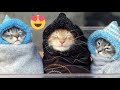 FUNNIEST CAT VIDEOS 2024 COMPILATION 😂 Funny Cats 25 😺 #funny #pet #cat #foryou #viral #viralvideo