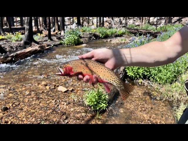 FLY FISHING WYOMING: Wade fishing the Miracle Mile (a 4k fly fishing video)  