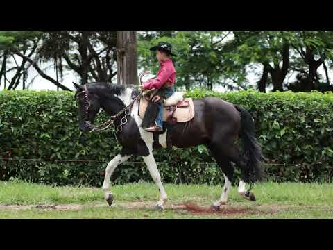 LOTE 10 LORDE