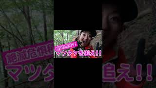 絶滅危惧種マツタケを追え！ #Shorts