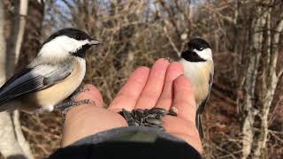 Beech forest birds jan 2019 -