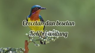 Kolibri Wulung gacor @ekobirdchanel2561