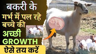 बकरी के गर्भ में पल रहे बच्चे की अच्छी Growth ऐसे तय करें 👉🏻 Pregnant Goat Care