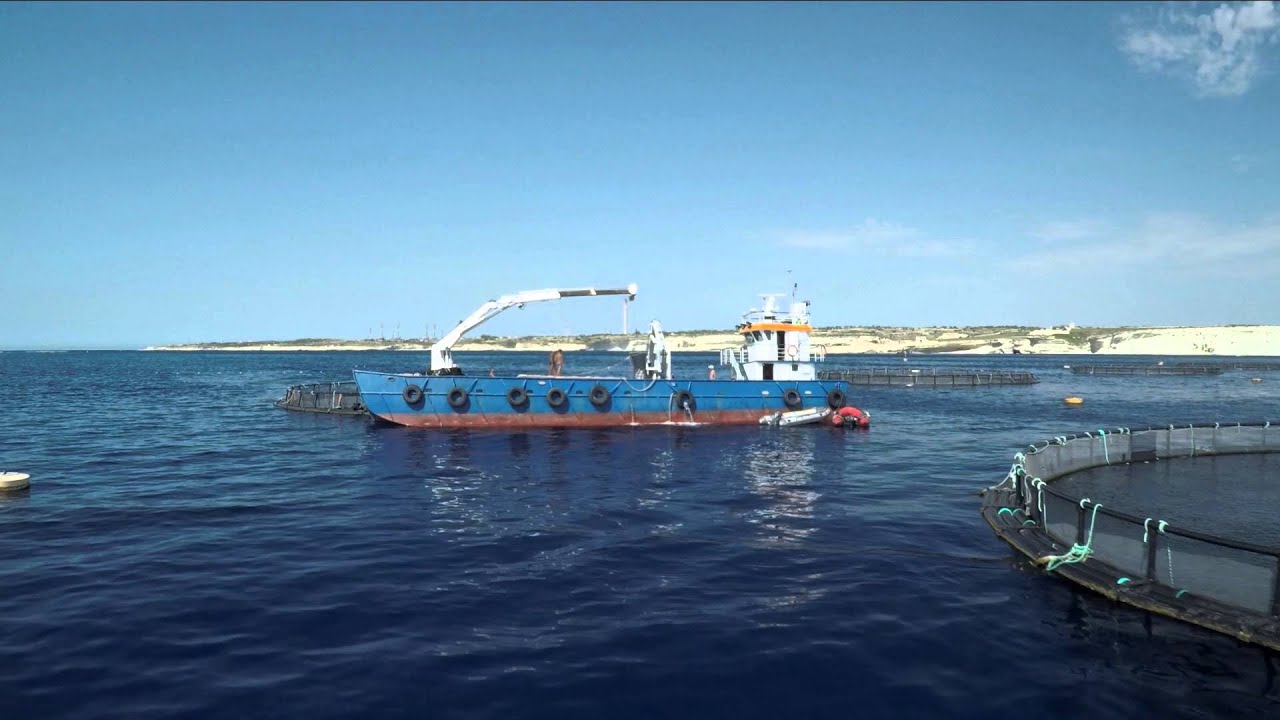 MFF Ltd 20+ years of Fish Farming Experience in Malta YouTube