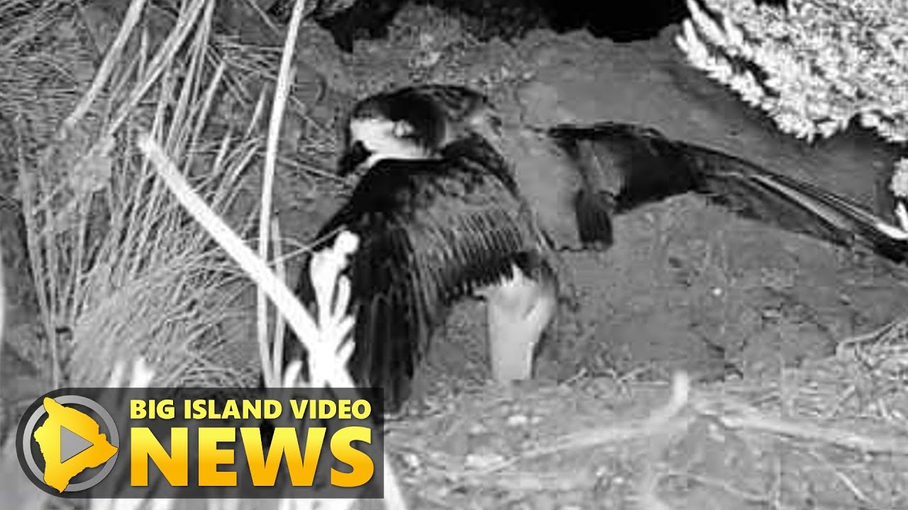 Rare Seabird Spotted On Mauna Kea, First Time In 60 Years (July 8, 2021)