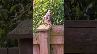 funky pigeon time #pigeon #birds #animals #youtubeshorts