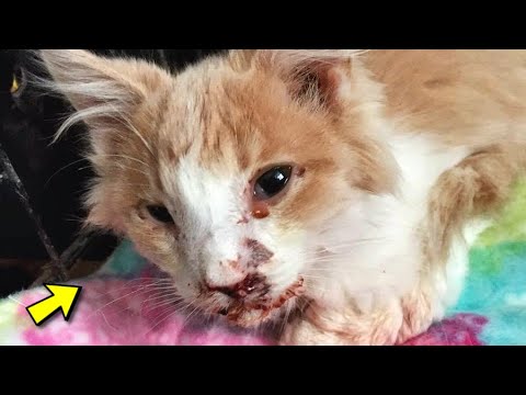 Il navait aucune chance  Le chaton a t jet hors de la voiture et violemment frapp au visage 