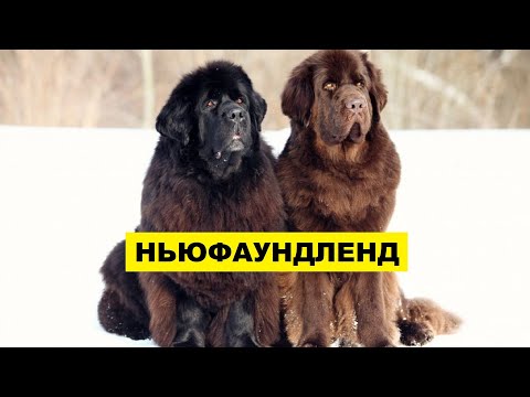 Собака Ньюфаундленд плюсы и минусы породы | Собаководство | Порода Ньюфаундленд