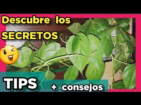 🔥 Tricks to have a healthy and leafy Philodendron scandens ❤️ Climbing philodendron care