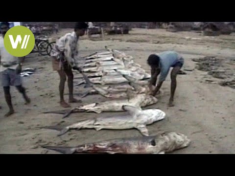 Video: Warum Haifischflossensuppe aus Menüs auf der ganzen Welt verbannt werden sollte