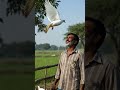 یہ رہی کبوتر اور کسان کی ایک خوبصورت کہانی . #flower #flowers