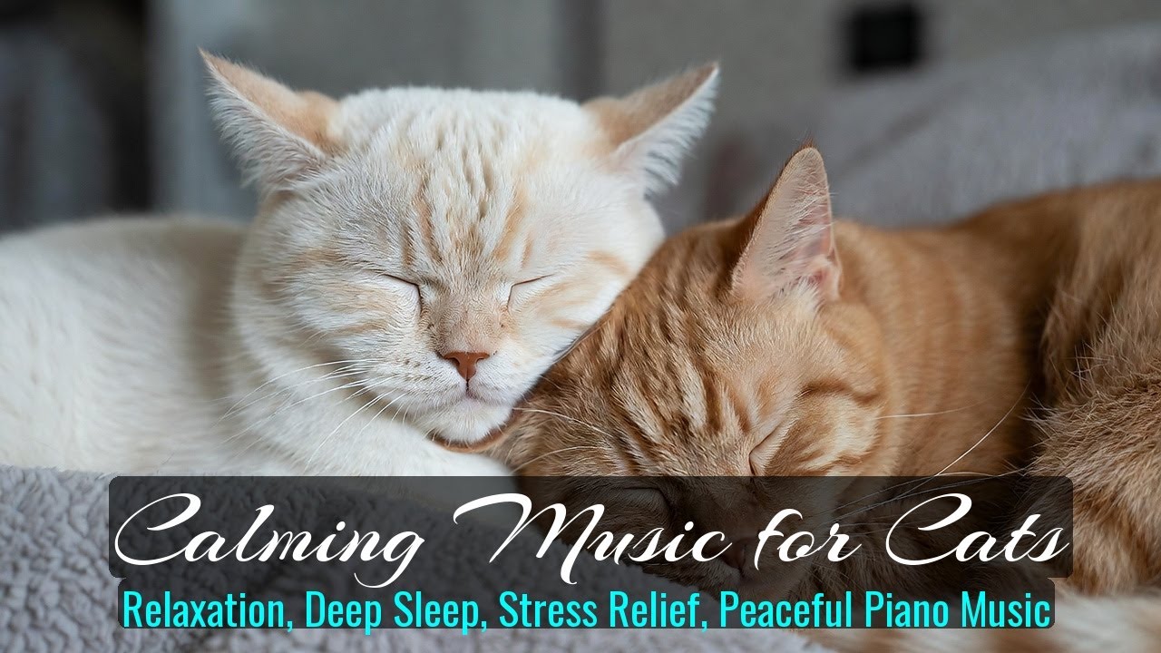 LIVE Relaxing Sleeping Kitten in Warm Blanket 🧶 | Season 44