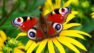 Eyes on butterfly wings (HD1080p)
