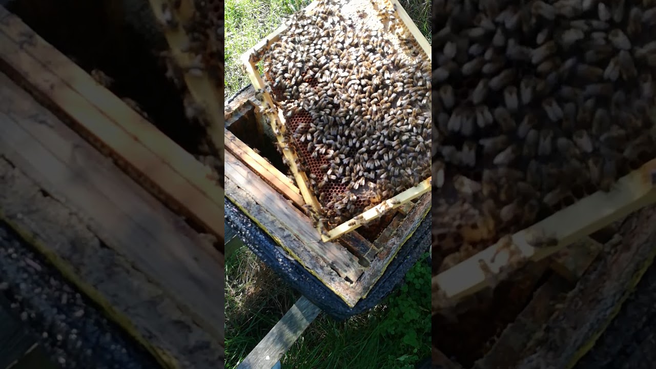 Rodzina pszczela w październiku przegląd