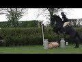 Friesian Horse Apollo, doing his FIRST cross-country competition.  MINI SHOWCROSS.  Pt 2 of 2.