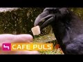 Intelligente Raben | Café Puls