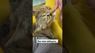 Борьба за кресло… я проиграла… #shortvideo #cat #israel #израиль #shorts