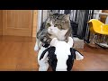 牛とねこ2。-Cow and Maru 2.-