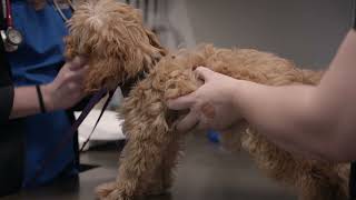 Pet Wellness Exams in El Dorado Hills, CA | Insight Veterinary Wellness Center
