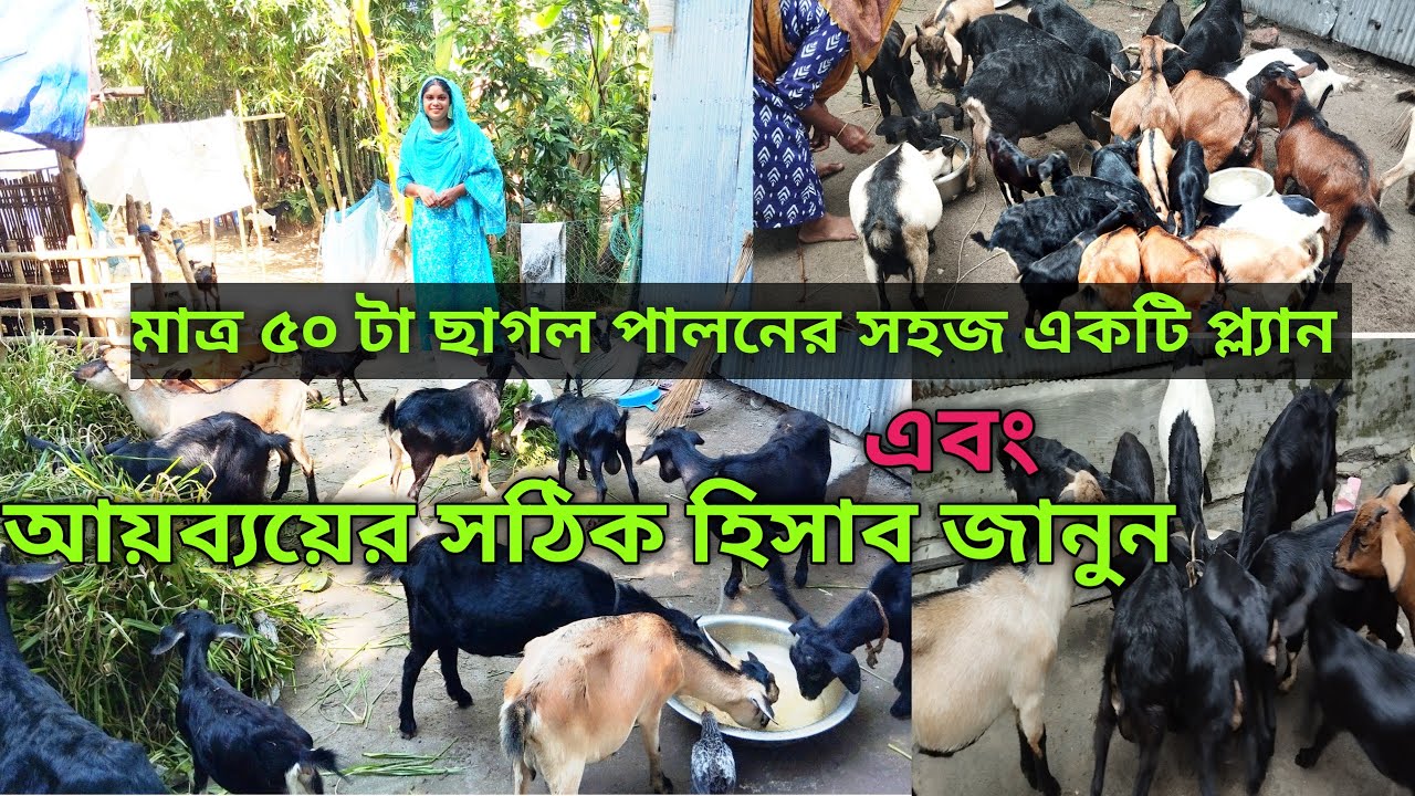 ৫০ টা ছাগল পালনের সহজ একটি প্লান এবং আয় ব্যয় এর সঠিক হিসাব জানতে পারবেন এই ভিডিওর মাধ্যমে