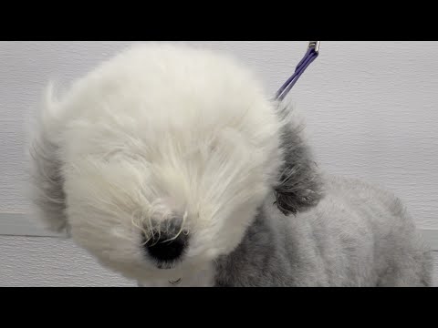 Total transformation on a giant floofy dog