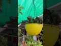 Beautiful terrace garden #garden #terracegarden #plants #homegarden #nature #trendingshorts #shorts