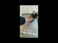 シクラメンの植え付け #shorts