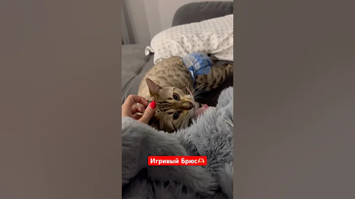 Video 11732621: blue bengal cat, cat funnycats animals, cat blue eyes, cat playing