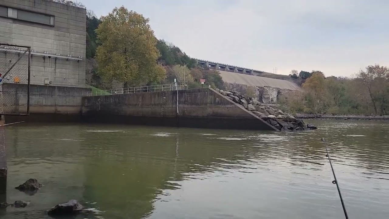 Lake Tenkiller Dam - Fish Everywhere