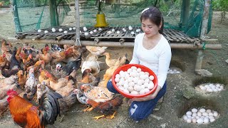 Harvest A Lot Of Chicken Eggs Go To Market Sell - Plant new corn crop | My Bushcraft / Nhất