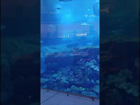 Dubai Mall underwater zoo by @Tour Dreams World