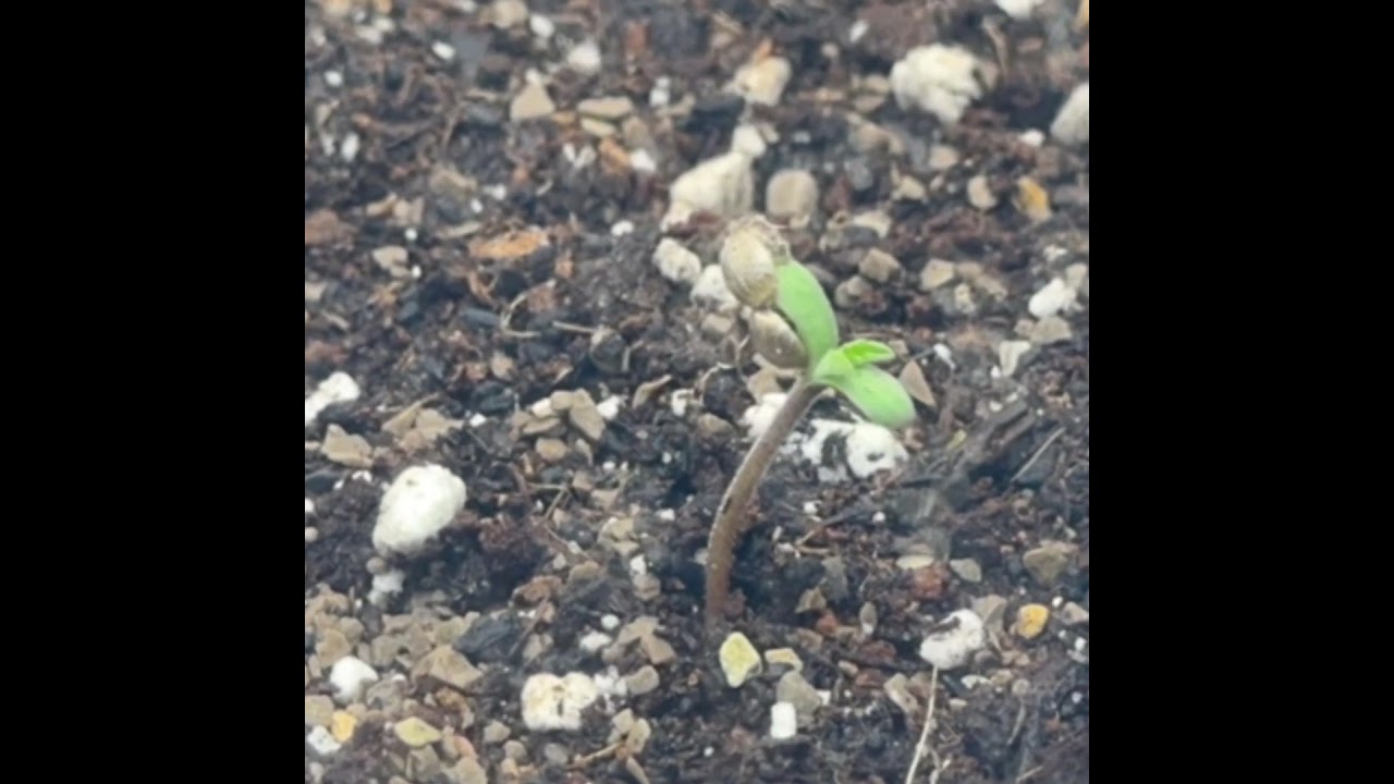 “Amherst 👾 Alien” TIMELAPSE: 