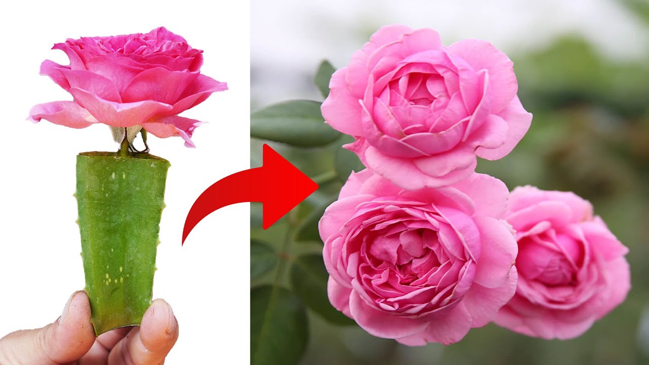 Grow THOUSANDS of Stunning Roses with Modern Hybridization! - YouTube