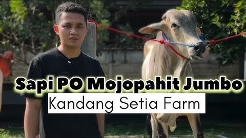 Koleksi Sapi Jumbo Terbaru Mas Hermawan Di Kandang Setia Farm