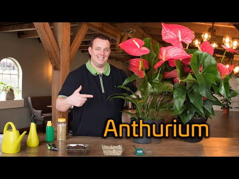 Video: Hoe om 'n anthurium te verpot - wenke oor die herpot van anthuriumplante